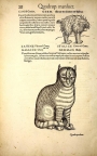 Drawing of a cat, from the Icones Animalium, by Conrad Gesner, Zurich, 1560 edition, p. 28.