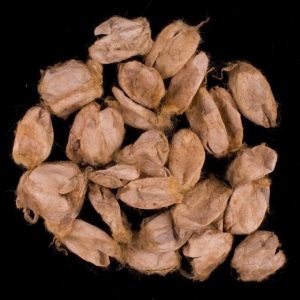 Wild silk coccoons.