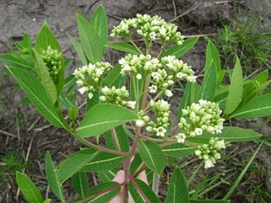Indian hemp.