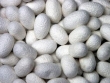 Silk cocoons.