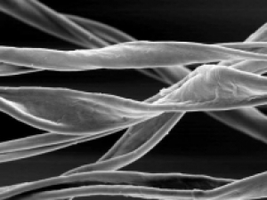 Microscopic image of cotton fibres.