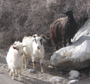 &#039;Pashmina&#039; goats in Ladakh, Northwest India.