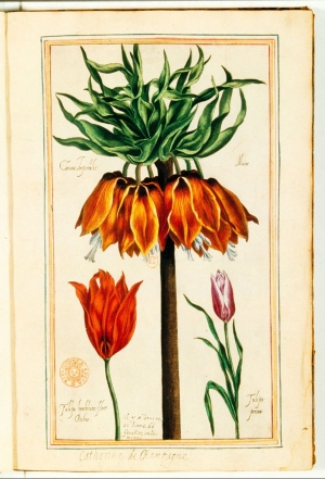 Plate from Pierrre Vallet's 'Le JardiIn du tr&egrave;s chretien Henry IV'.