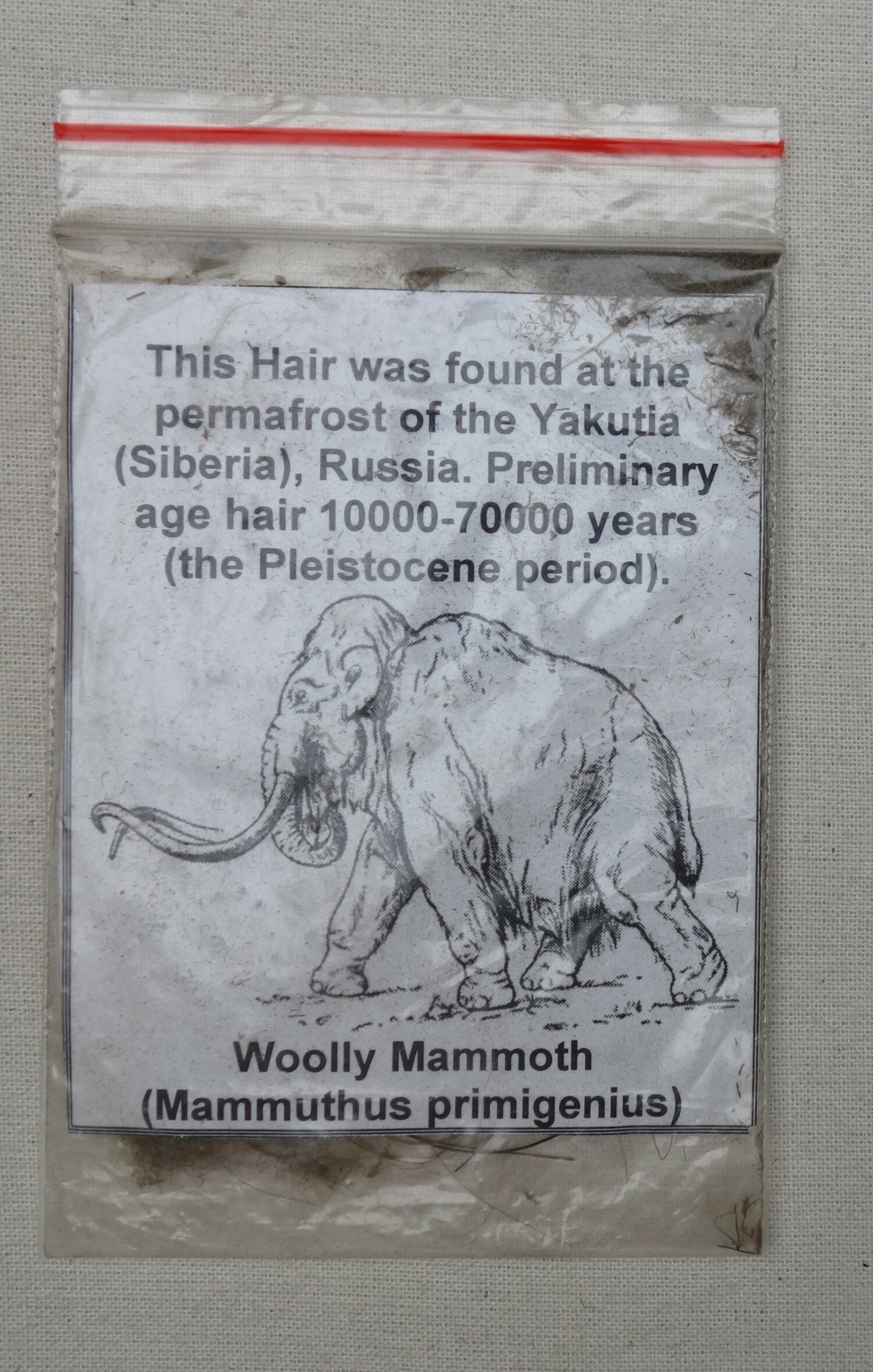 Fig. 1. Sample of Siberian, woolly mammoth hair (Mammuthus primigenius) (TRC 2023.1510).
