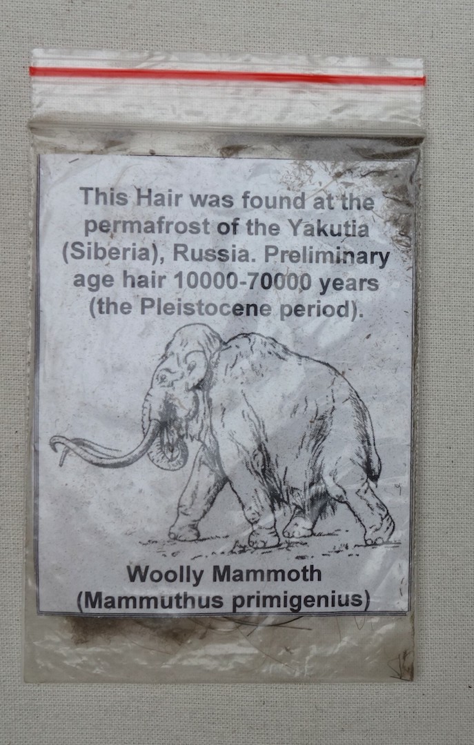 Sample of Siberian, woolly mammoth hair (Mammuthus primigenius), from Siberia (TRC 2023.1510).