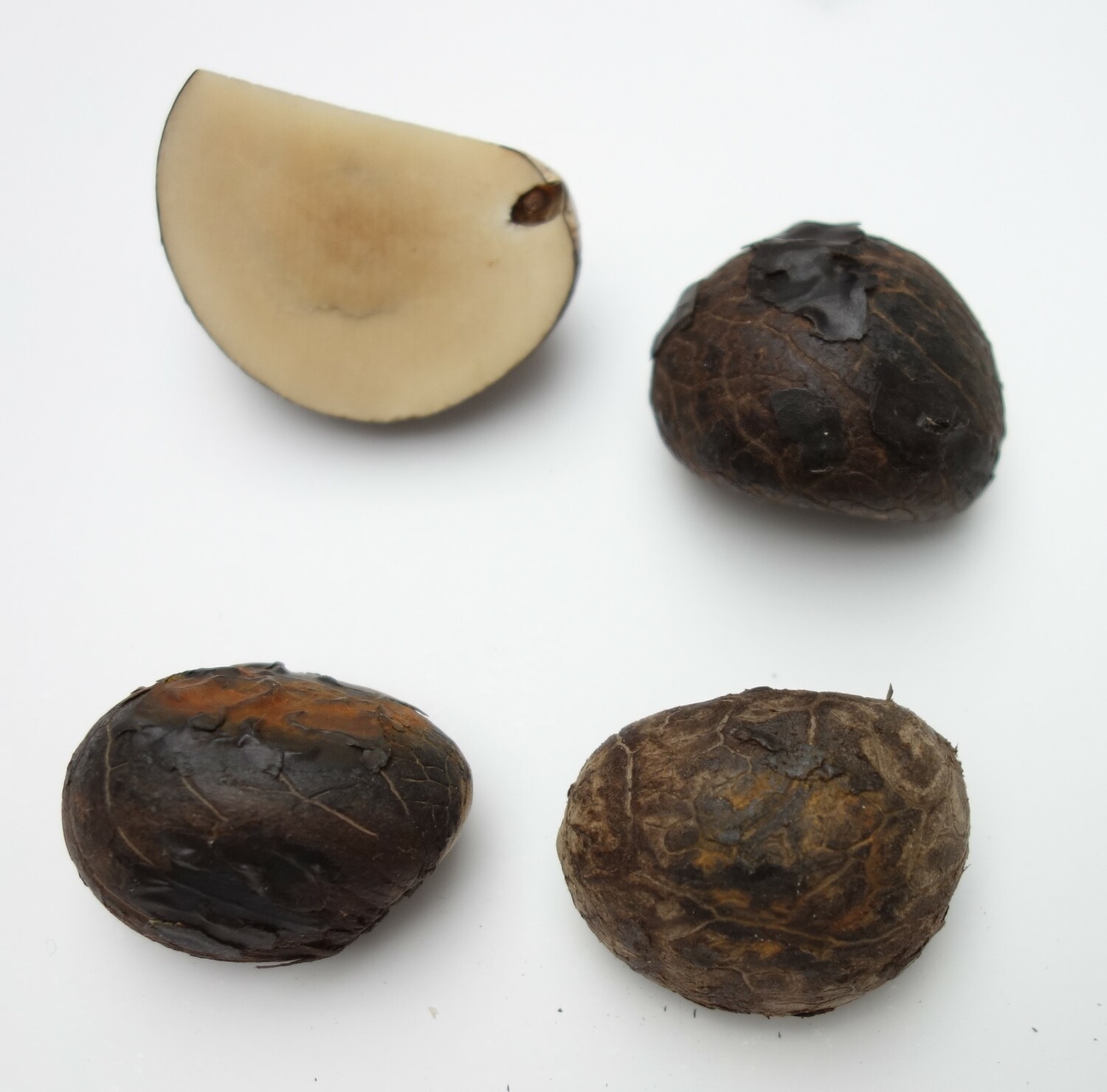 Four corozon nuts from Equador, 20th century (TRC 2025.0856a d).