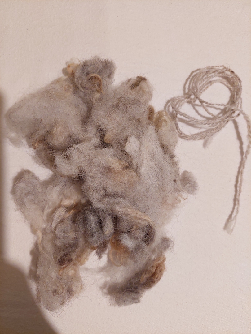 Sample of wool from a Boreray sheep, and a spun thread (2025.1854a and b).