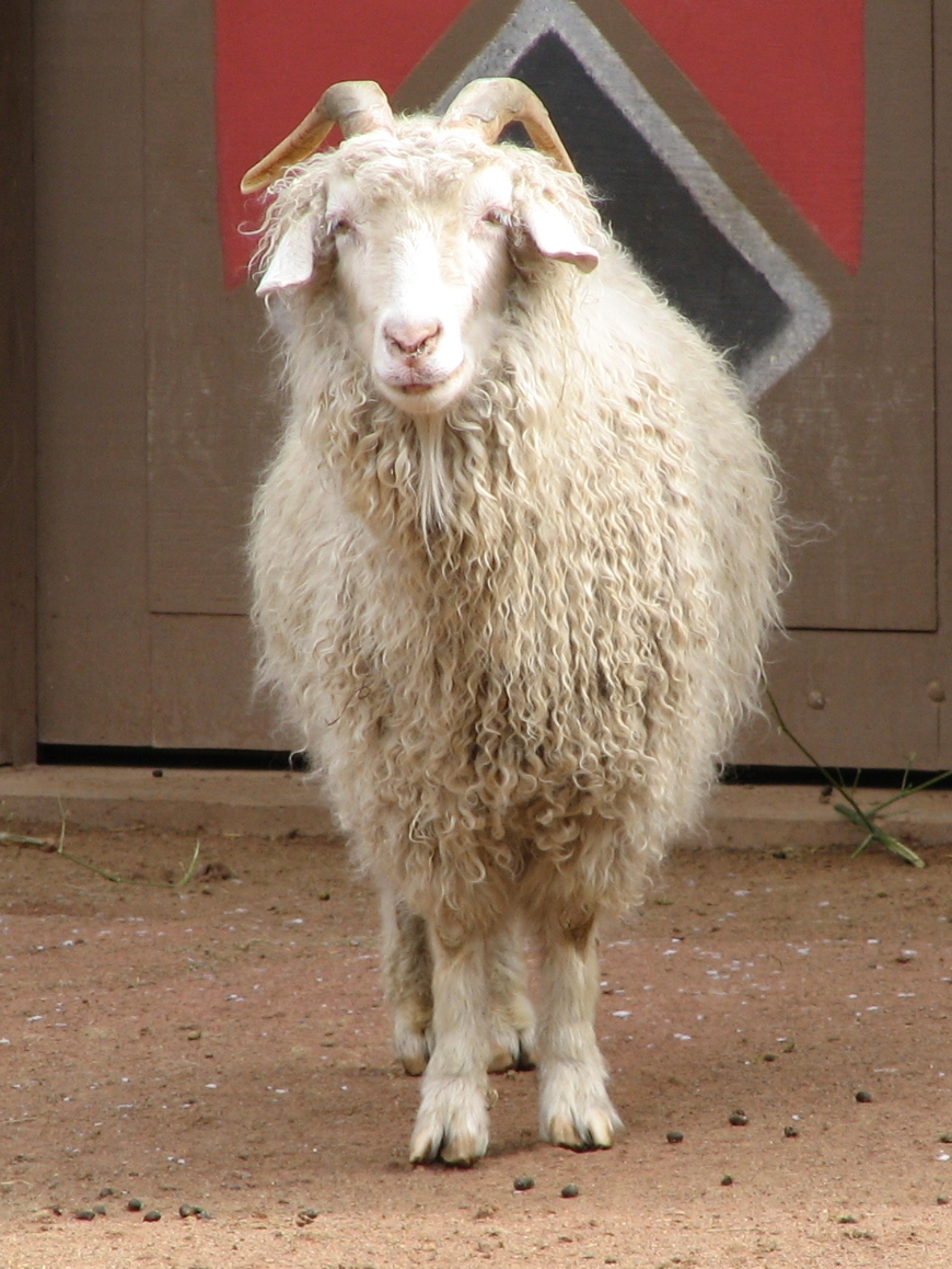 Angora goat.