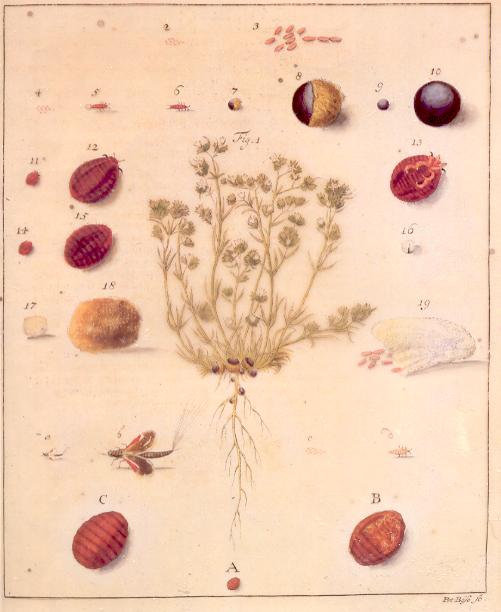 Life cycle of the Polish cochineal, as portrayed in Breyne's 'Historia naturalis Cocci Radicum...', published in 1731.