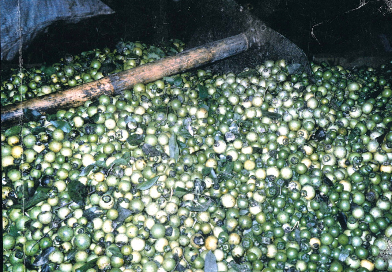 Mac nura berries made into a dye bath. Photograph Augusta de Gunzbourg.