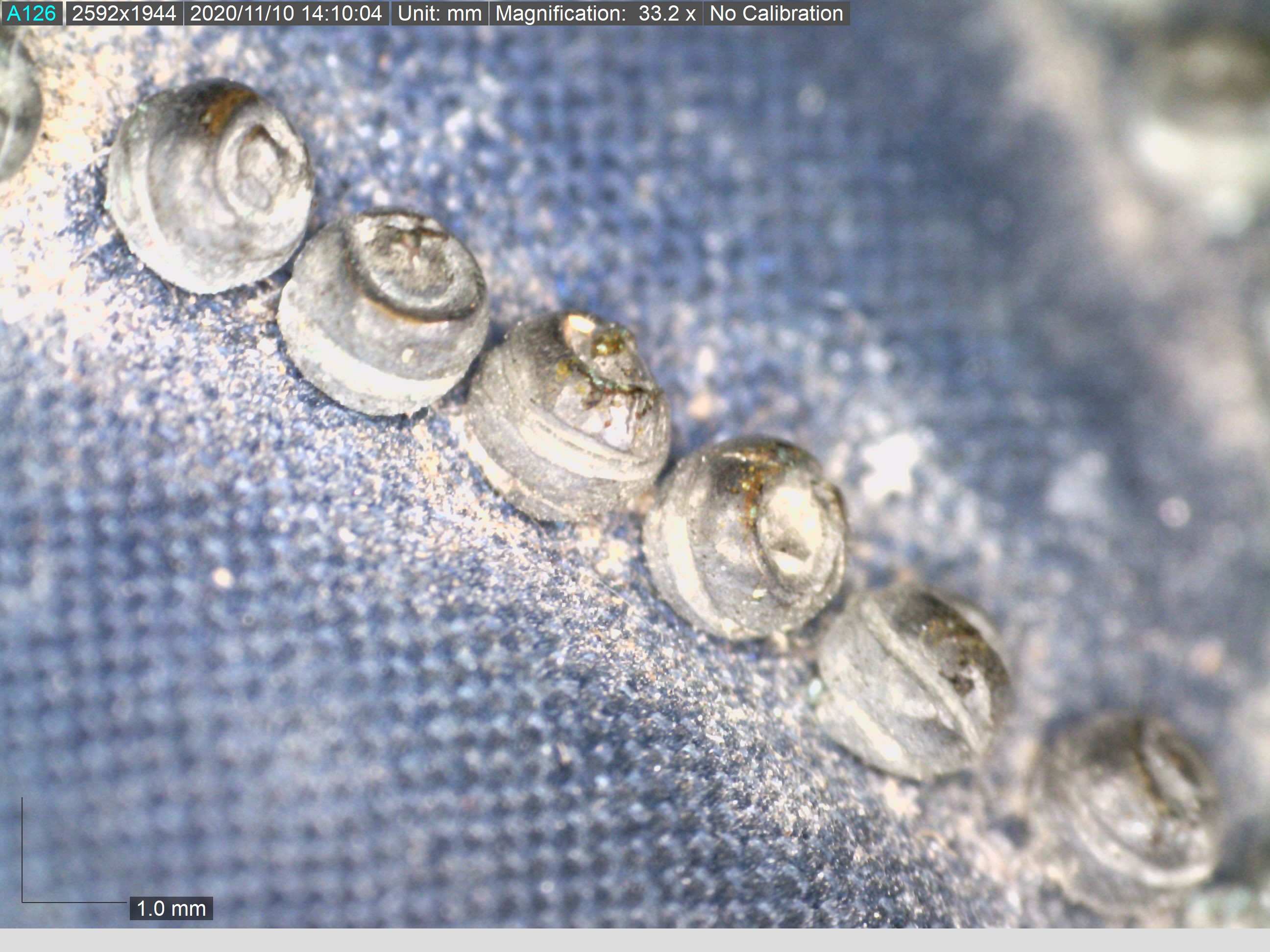 Image of a series of hand made, wrapped pin heads on a pin cushion dated 1826, magnification 33.2x (TRC 2020.4732a).